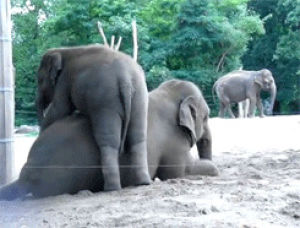 cute,animal,elephant,baby,aw,baby elephant,myan