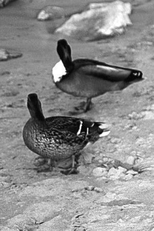 inappropriate,animation,black and white,drake,duck,head shake