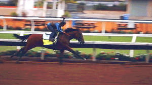 horse racing,american pharoah