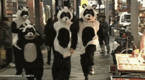 pandas,friends,fall,street,youre probably wrong