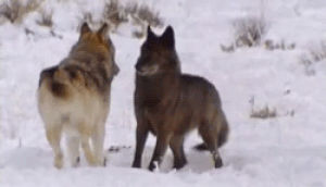 wolf,lobo,wolf pack,playing wolves,wolves,snow,playing