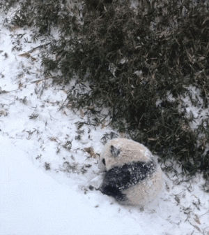 snow,cute,animals,pandas
