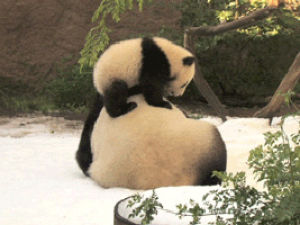 panda,found,baby,down,slide,place