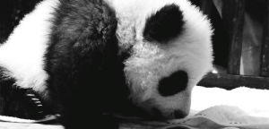 animals,black,animal,white,bear,panda,panda bear,bamboo,baby panda