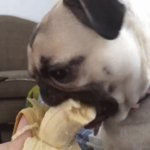 banana,pug