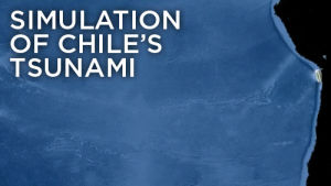 simulation,bear,video,npr,tsunami,skunk,chile earthquake