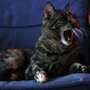 tabitha,cat,my photography,cat yawn,cat photography