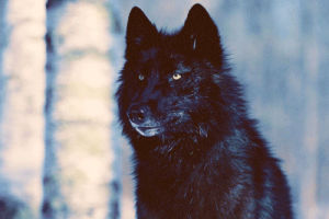 wolf,wolves,nature,photography,black,snow,white,nice,photoshop,wild,weather,brown,gray,fur,forrest,dopeness