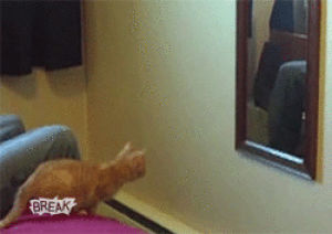 jump,cat,fail,silly,jumping,mirror