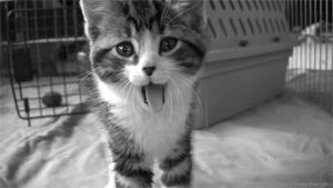 cat,movie,black and white,smile,baby,adorable