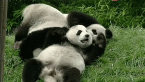 panda,animals,playing,cuddling,panda bears,panda cubs