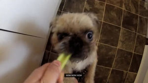 celery,pug,eat,nom,zu
