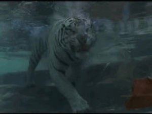 animals,eating,swimming,attack,tiger,prey