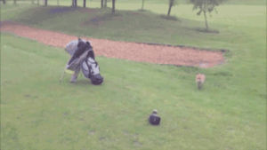 golf,fox