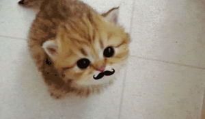 mustache,tabby,cat,kitten,adorable,meow,miau,meowing