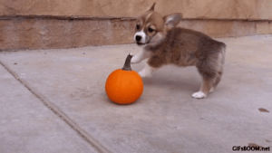 autumn,dog,halloween,corgi,pumpkin
