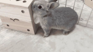 rabbit,bunny