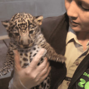 cute,animals,cats,jaguar,jaguars,baby animals