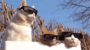 cool,cat,swag,cats,sunglasses