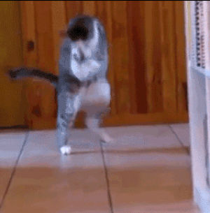 cat,dancing