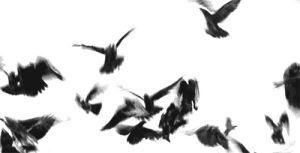 bird,black and white,excited,flying,wings,flock