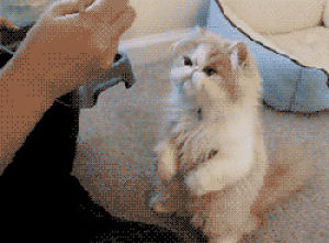 Gatita comida si GIF en GIFER - de Sarn