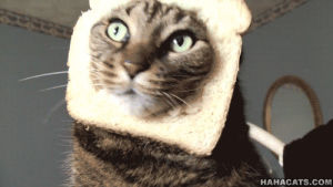 annoyed,cat,animals,wearing toast,backs up from camera