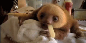 animals,cute,eating,sloth