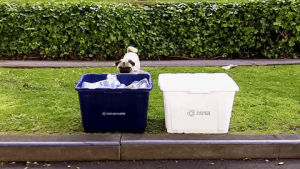 recycle,garbage,dog,trash,pug