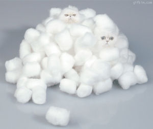 cotton,kitten,kittens,baby animals,cotton balls,cat,animals,cats,cute baby animals