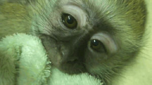 monkey,cute,baby