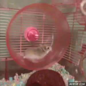 Hamster spinning 2024