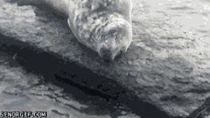 swimming,seal