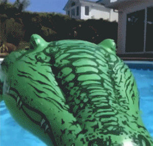 alligator,swimming pool,gator,raft,pool float