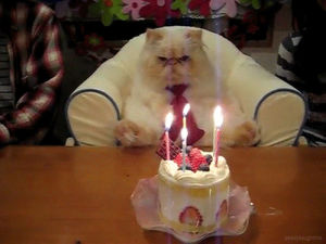 happy birthday cat,party cat,birthday cake,candles,animation,cat