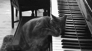 kitty,piano,cat