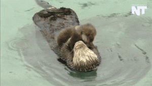 otter,funny animals,otters,animals,news,animal,california,nowthis,now this news,nowthisnews,look at them,cute news,gmh