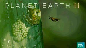 frog,bbc,fight,kick,haters,planet earth,planet earth 2,wasp,defend,jungles