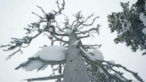 snow,cold,winter,snowing,nature,cinemagraph,ice,living stills,dead tree