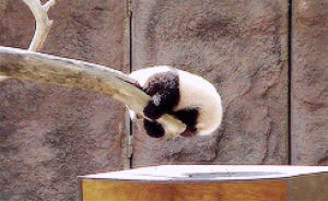 panda,animals,box,climbing,tree branch