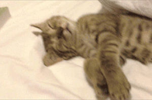 sleepy kitty,jet lag,fluffy,cat,animals,cute cat,sleepy,pets