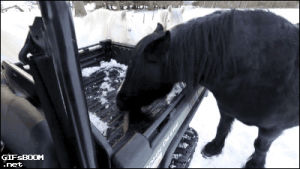 horse,animals,car,snow