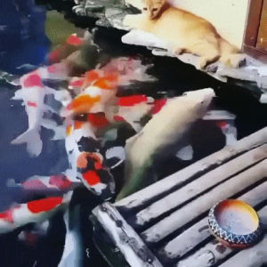 fish,cat,touch,fishies