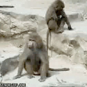 baboon,animals,jump,backflip,stunt