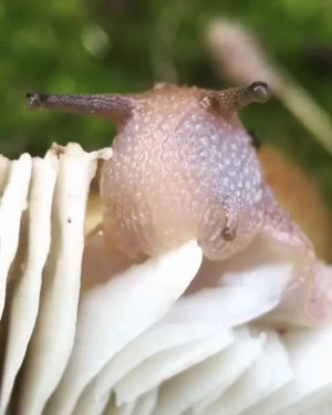 mushroom,slug,nature