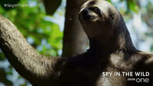 sloth,cute,funny,bbc,bbc one,bbc1,spy in the wild