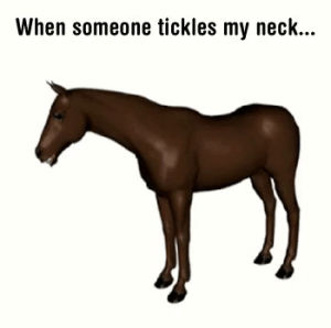 funny,horse,neck,tickled