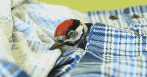 woodpecker,sleepy