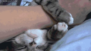 cat,rubs