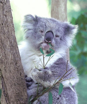 koala,hojas,comer,este,le,encantaa,site